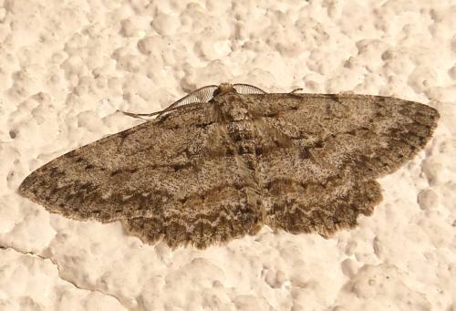 Réf. 342 061 : Hypomecis punctinalis